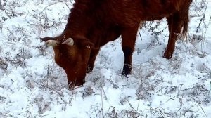 Калмыцкий скот