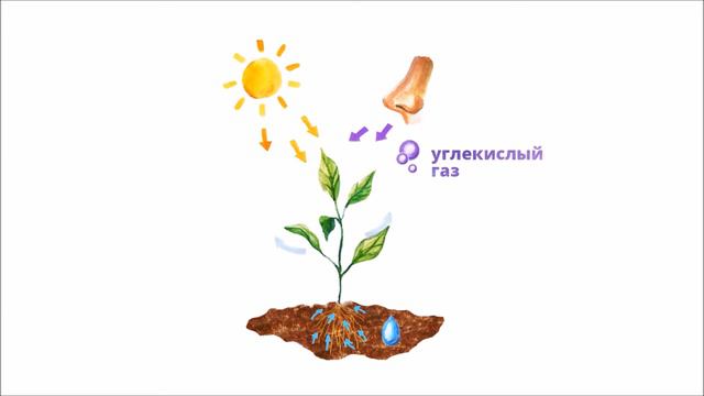Фотосинтез смотреть онлайн