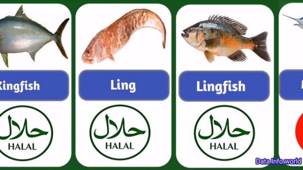 Halal And Haram Fish In Islam || Halal & Haram Fish List