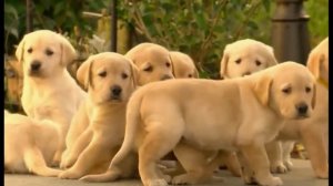 Воспитание и дрессировка лабрадора