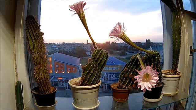 Цветение кактусов (2018) timelaps смотреть онлайн