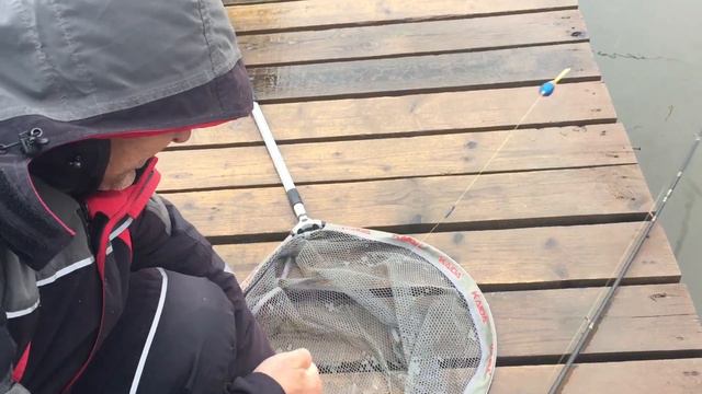 Форель на резину , прямое включение с ВИП водоёма !!! смотреть онлайн