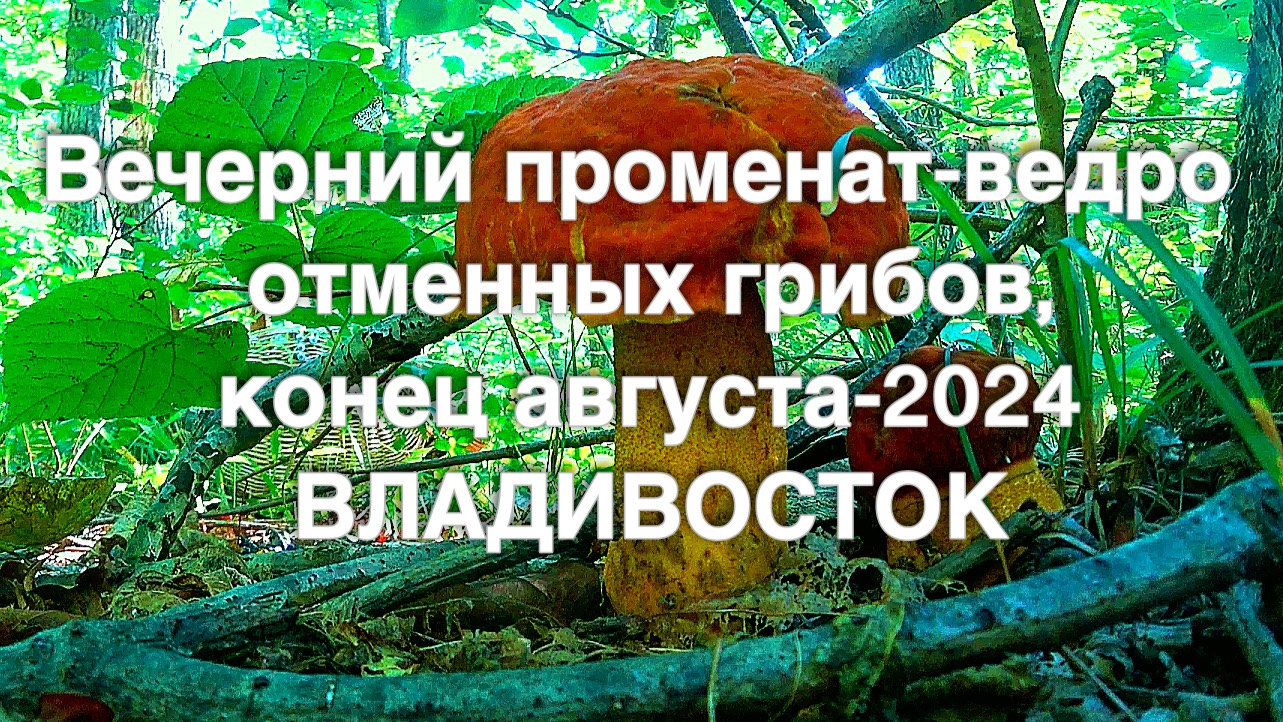 вечерком прошел по лесу, не пожалел_грибов корзина