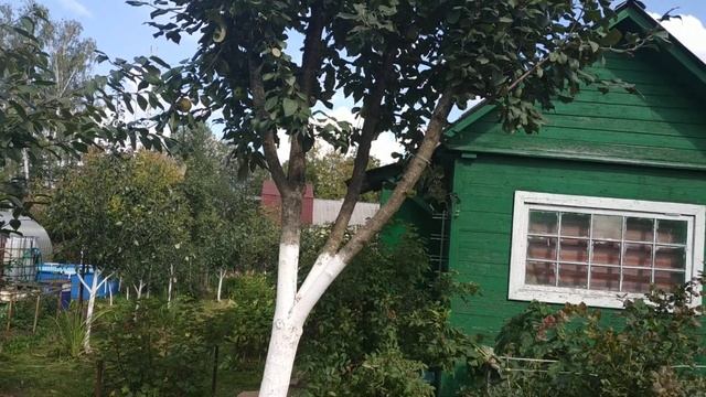 Яблоня Новое Коричное. смотреть онлайн