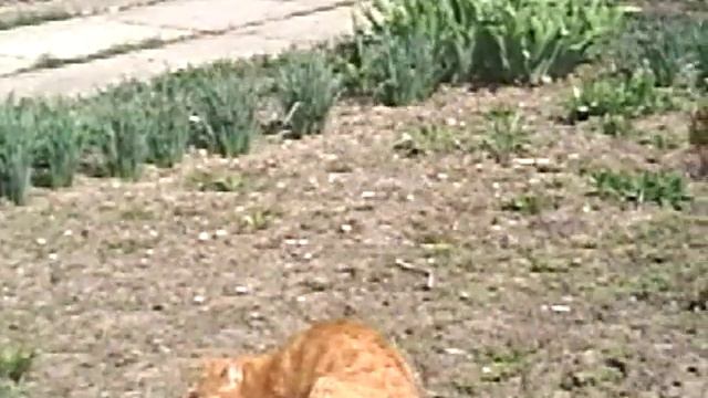 Гладиаторские бои котов смотреть онлайн
