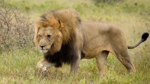 Королевский марш льва К Сен Санс