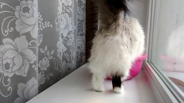 Кошка и коробки смотреть онлайн