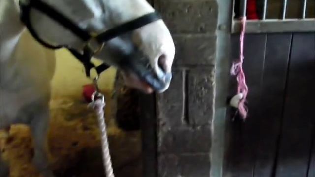 Merry Christmas from me and Jerry xxx смотреть онлайн