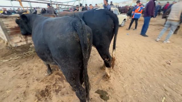 ХОРАЗМ МОЛ БОЗОРИ  18-ОКТАБРЬ 2023  БОГОТ МОЛ БОЗОРИ