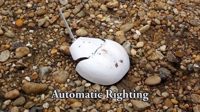 RoboCrab: A Horseshoe Crab Inspired Amphibious Robot for Righting in Surf Zones смотреть онлайн