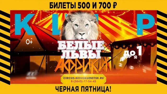 Заключительные представления шоу "Белые львы Африки" I Новокузнецк смотреть онлайн