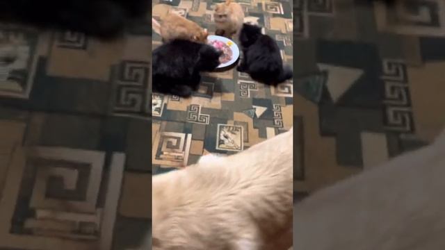 Пёс Бакс устроил праздник друзьям после похода в Зоозавр (ссылка в описании) смотреть онлайн