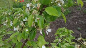 Результат обработки груши Актарой от  цветоеда.