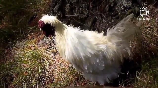 chicken dance song murgi dance chicken song murga song смотреть онлайн
