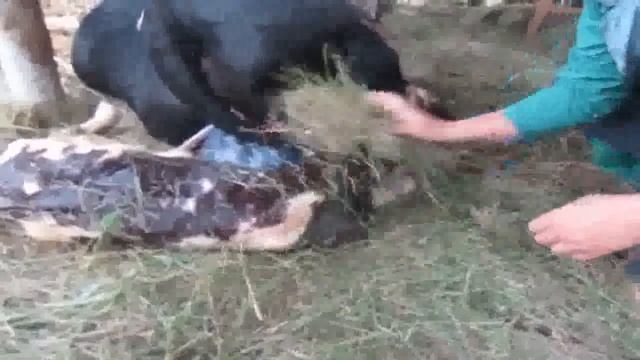 Зорька отелилась. У теленка огромная голова. Признаки скорого отела. смотреть онлайн