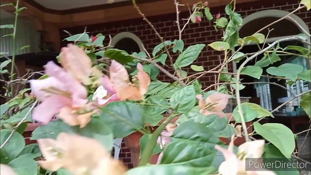 STUNNING WAJID ALI SHAH BOUGAINVILLEA #bougainvillea #bougie #viral #wajidalishahbougainvillea #fyp