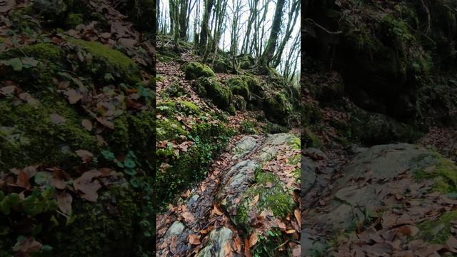 Лесок смотреть онлайн