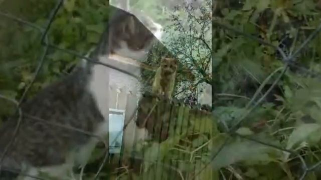 Как животные играют в нашей жизни большую роль давайте беречь их и не издеваться над ними:):):) смотреть онлайн