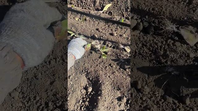 Сажаем черенки. смотреть онлайн