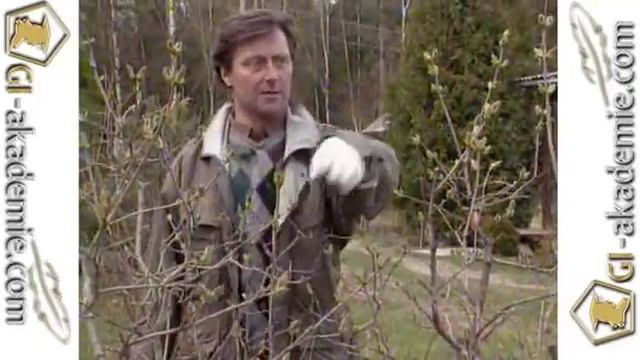 Декоративные кустарники -- 1 смотреть онлайн