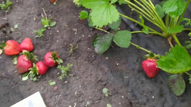 Клубника Флёр обзор и дегустация. смотреть онлайн