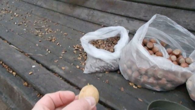 Показываю как жёстко и эффективно вороны отбирают у белки орех смотреть онлайн