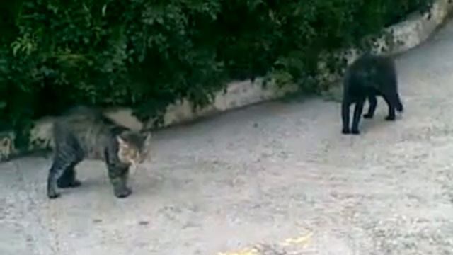 Гурзуф. Коты : Серый VS Черный. смотреть онлайн