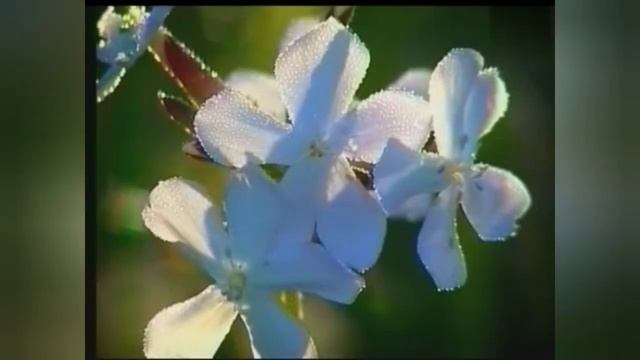 БЕСЫ ТЩЕСЛАВИЯ - ПРОРОКИ ВО СНАХ. Св. ИОАНН ЛЕСТВИЧНИК смотреть онлайн