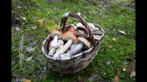 Грибная разведка 06 октября 2023. Всеволожский район.