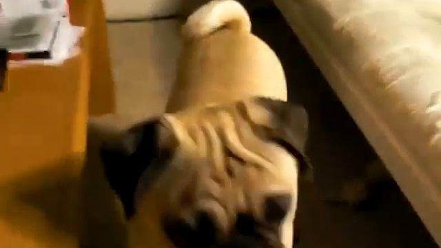 Pug and Pekingese смотреть онлайн