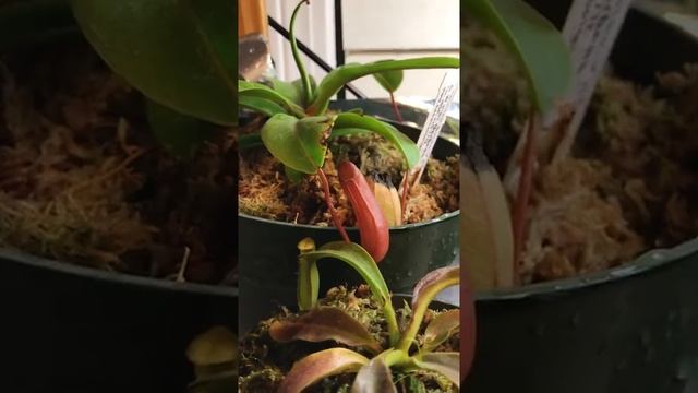 Nepenthes ventricosa December update. смотреть онлайн