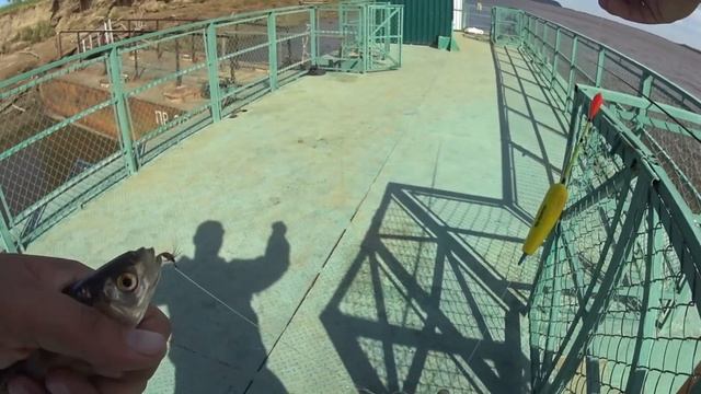 Это гирлянда из рыбы. По 5 -7 рыб за раз. Сумасшедший клёв. смотреть онлайн