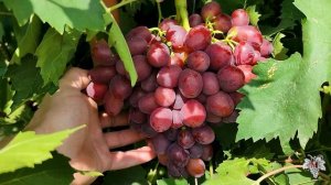 Лучшая из новинок! Виноград Велюр