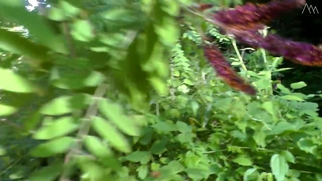 ДИКИЙ ОДИНОЧНЫЙ ПОХОД. Выживаю в лесу - варю крапиву и грибы, собираю подножный корм смотреть онлайн