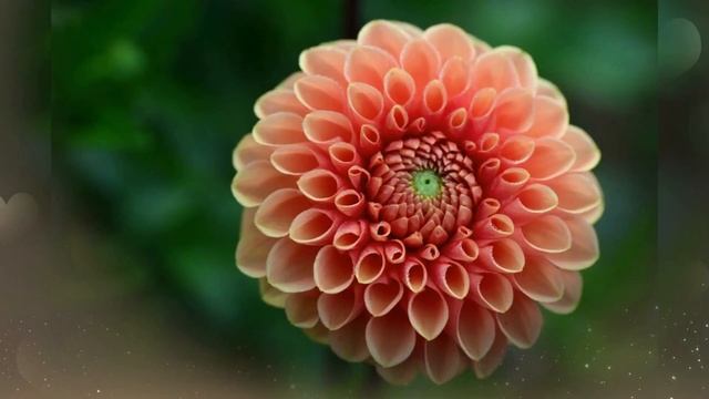 ?Я дарю тебе цветы, ?Чтоб сбывались все мечты!???? смотреть онлайн