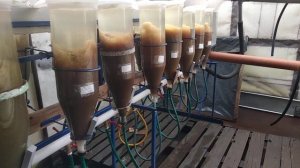 Обесклеивание икры карпа танином. Инкубация карпа 2020.