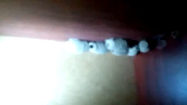 Коконы неизвестных насекомых нашли в шкафу смотреть онлайн