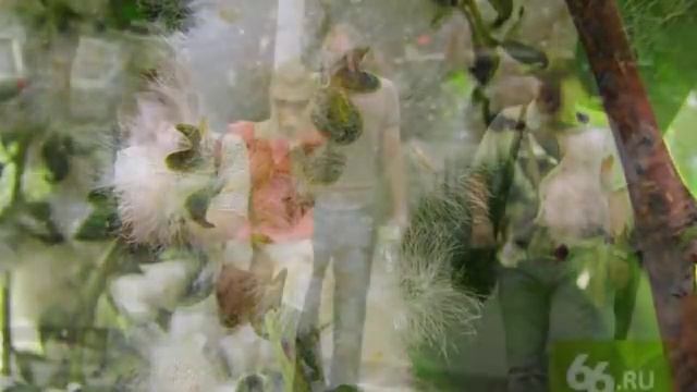 Тополиная пурга... Песня тронет душу .... Вспомним актера Михай Волонтира.#душевнаяпесня# смотреть онлайн