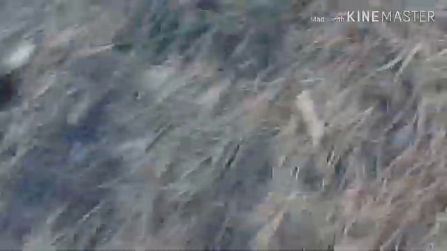 СБОР ШИШЕК В ЛЕСУ! КРАСОТА! смотреть онлайн