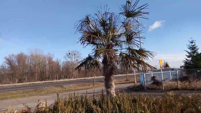Пальмы в Польше смотреть онлайн