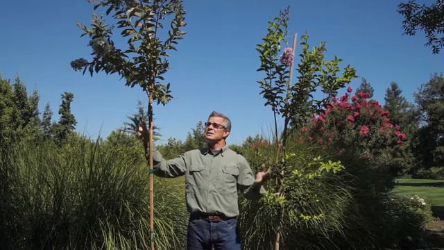 Crape Myrtle - Trees 101 - Grover Landscape Services смотреть онлайн