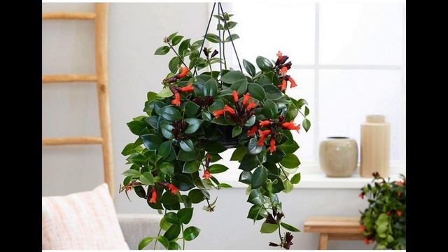 Эсхинантус - комнатное растение. Уход смотреть онлайн