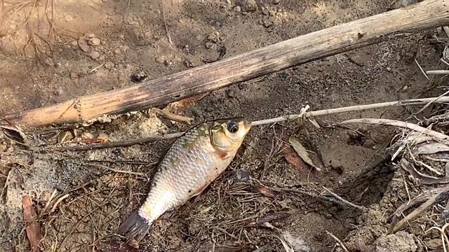 Ловлю РЫБУ и РАКОВ РУКАМИ в Камыше. Рыбалка Летом 2021 смотреть онлайн