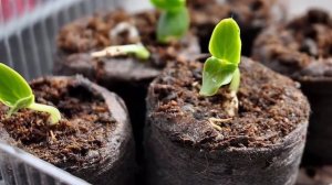 Вот как быстро и просто вырастить рассаду огурцов в торфяных таблетках. Дачные советы и рекомендаци