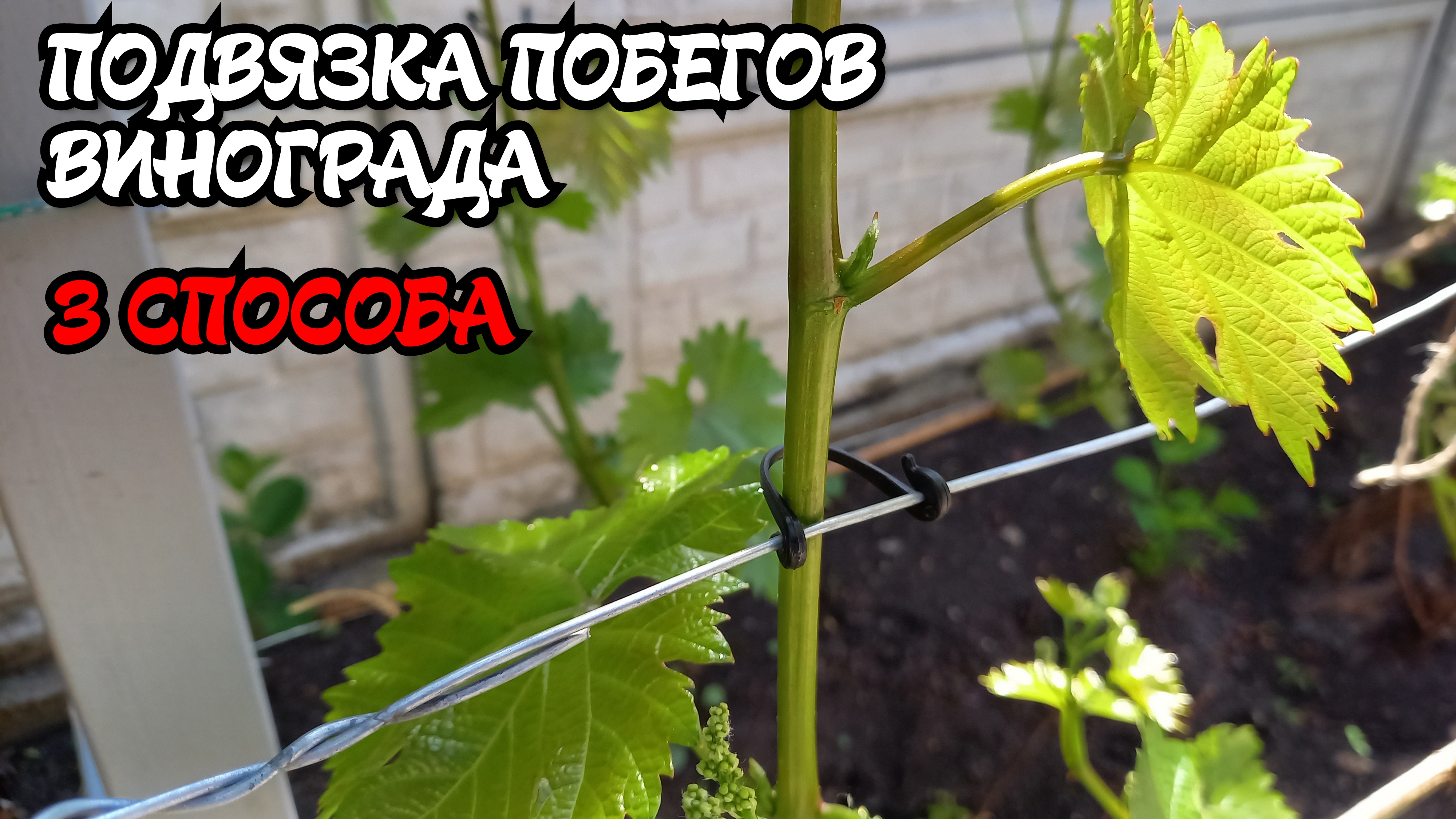 ПОДВЯЗКА ПОБЕГОВ винограда. 3 СПОСОБА. смотреть онлайн