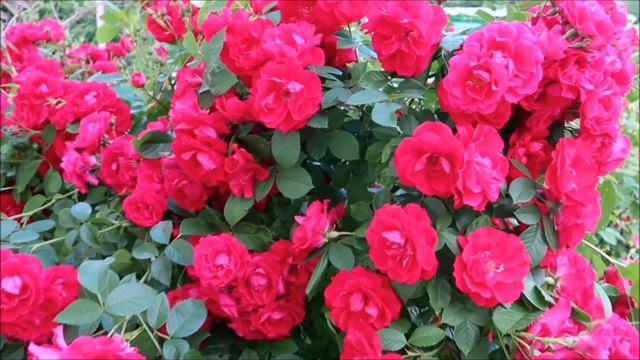 ВОСТОРГ И ВОСХИЩЕНИЕ!! СКАЗОЧНОЕ ЦВЕТЕНИЕ РОЗ В МОЁМ САДУ смотреть онлайн