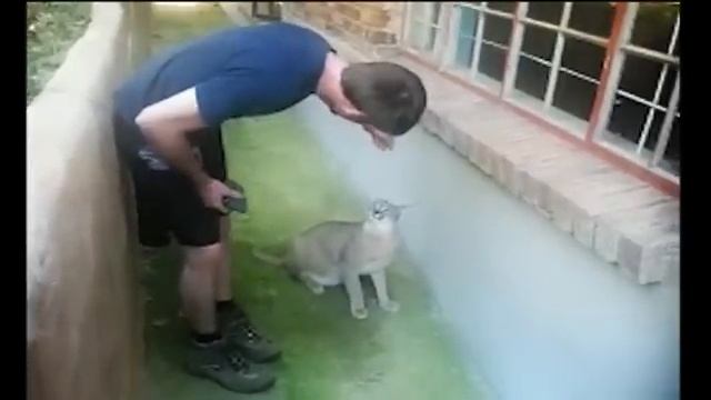 Angry Caracal attacks. смотреть онлайн