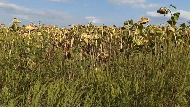 Огляд соняшника, проект - "У нашіх партнерів". (ЯСОН - два поля 23.08. 21р.) смотреть онлайн