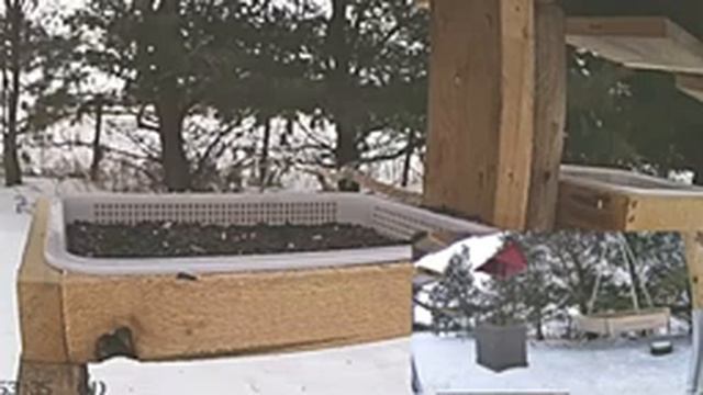 2021 Feb 06: Livestream bird feeding station. Ripley, Ontario Canada by AtHomeFriendlyTecGuy смотреть онлайн