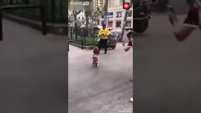 Китайская собака хочет быть человеком смотреть онлайн